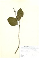 藏品(金葉擬美花)的圖片